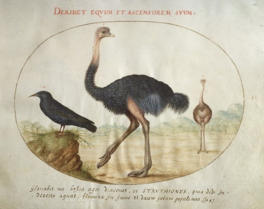 Animalia Volatilia et Amphibia (Aier): Plate I
