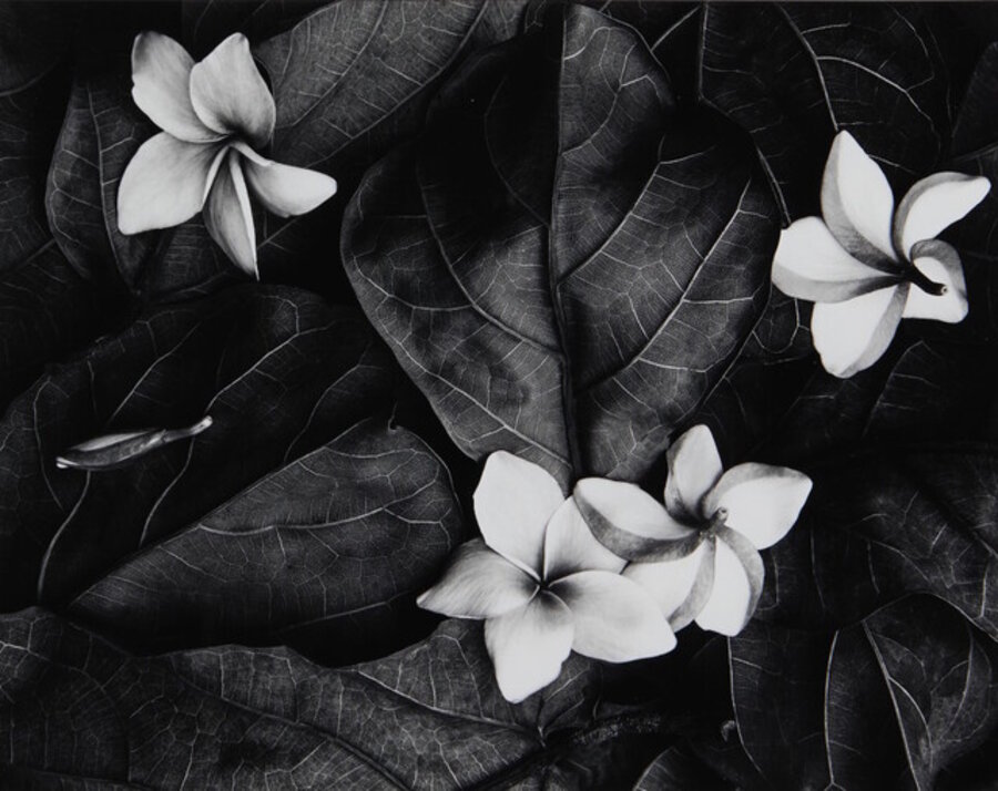 Plumeria Blossoms, Hilo, Hawaii