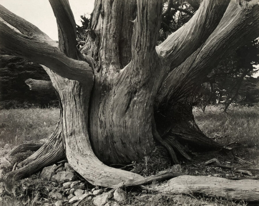 Untitled (Tree Trunk)