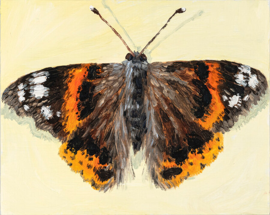Butterfly, June 12th