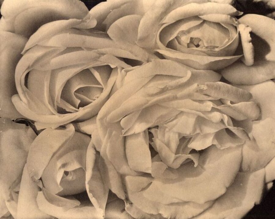 Roses
