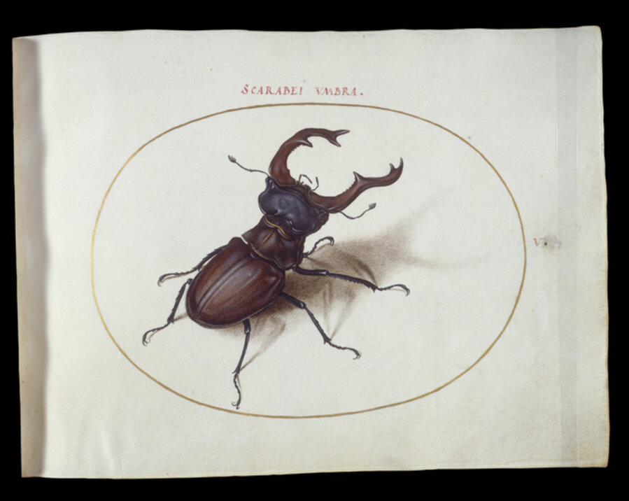 Animalia Rationalia et Insecta (Ignis): Plate V