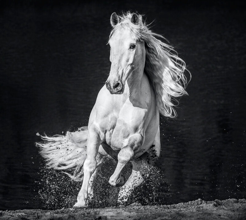 David Yarrow, ‘Horsepower’, 2020, Photography, Archival Pigment Print, Samuel Lynne Galleries