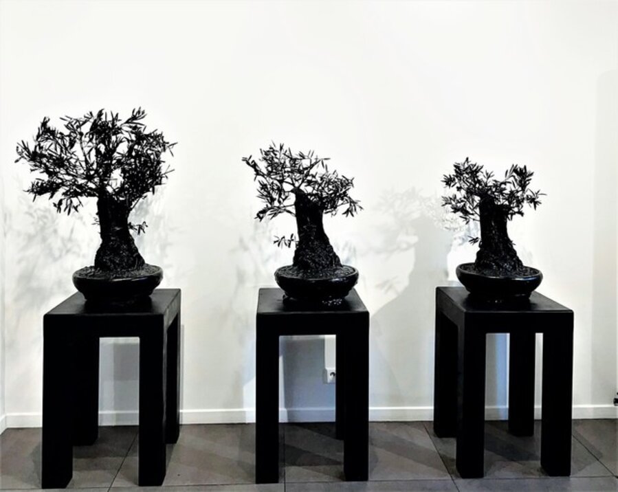 growth of olive trees