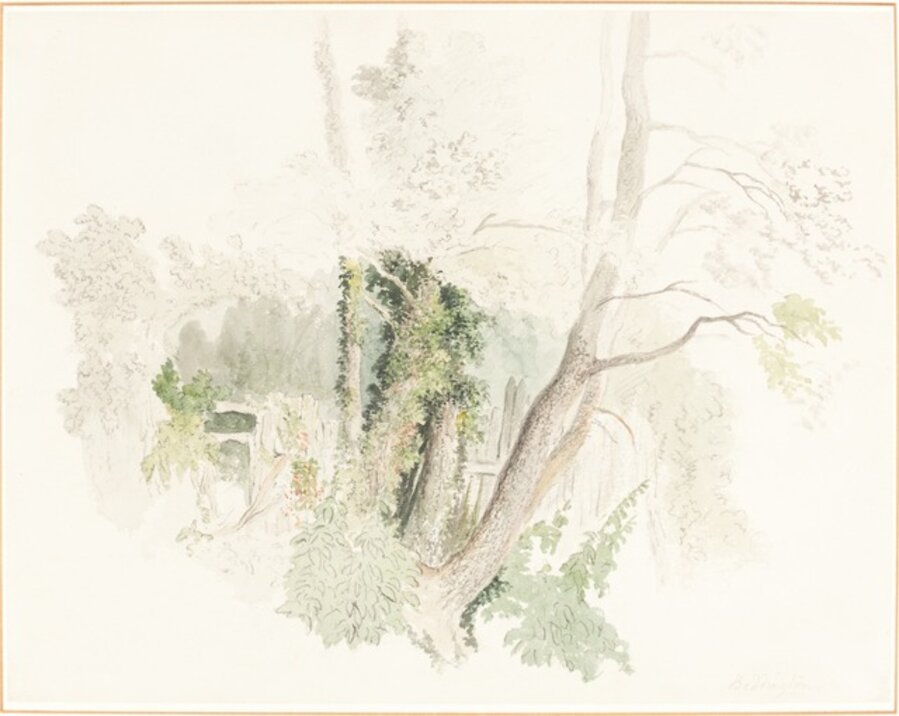 Trees at Beddington