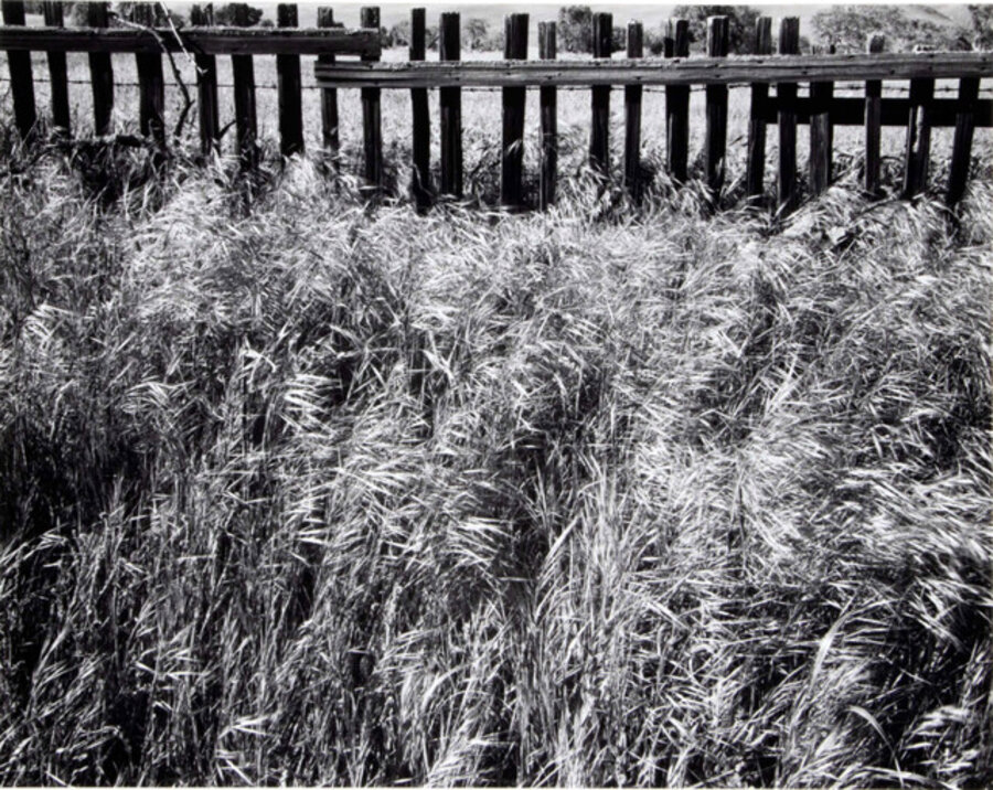 Gold Country Grass California