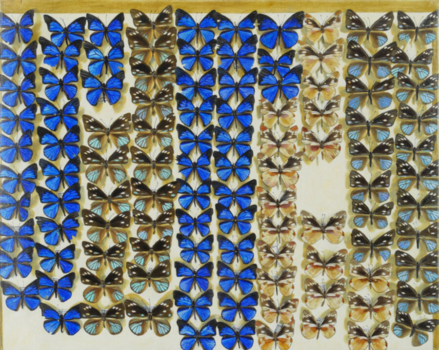 Junonia sp.