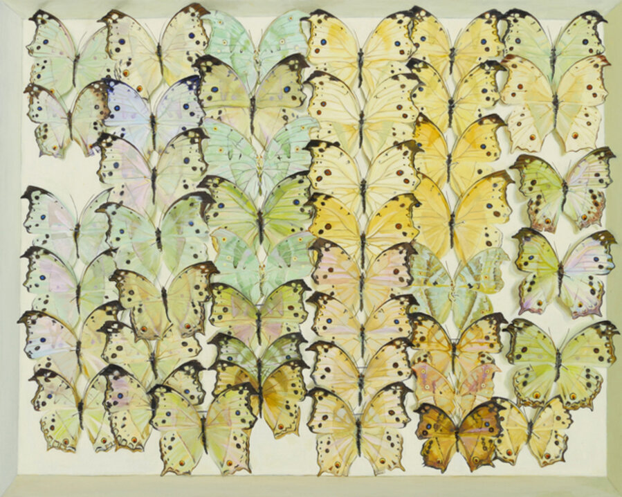 Protogoniomorpha parhassus