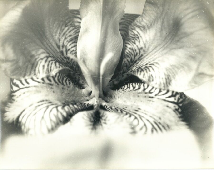 Iris