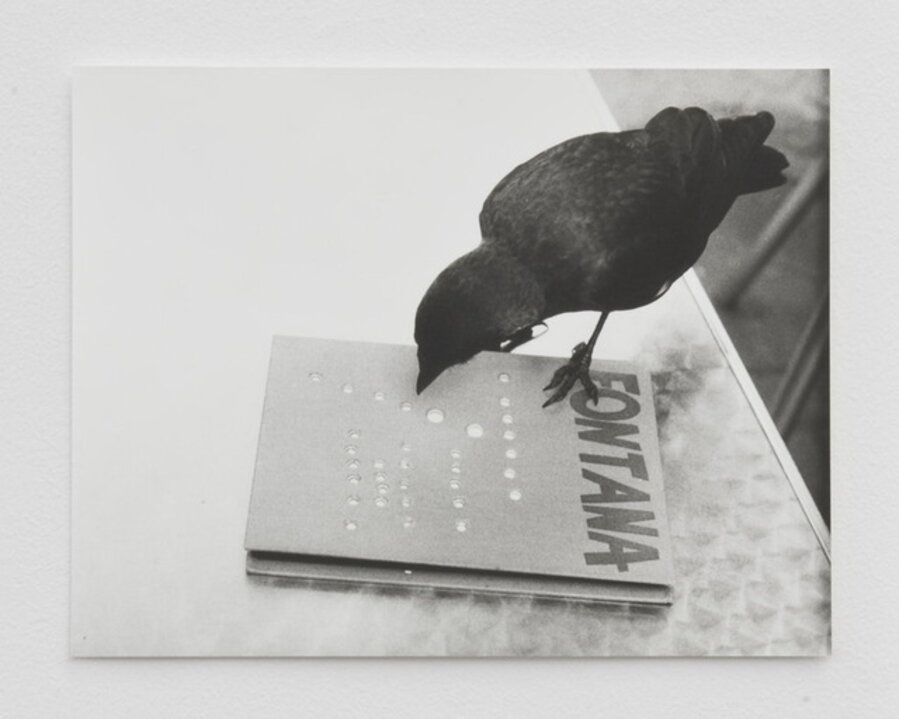 Jackdaw (Fontana) I