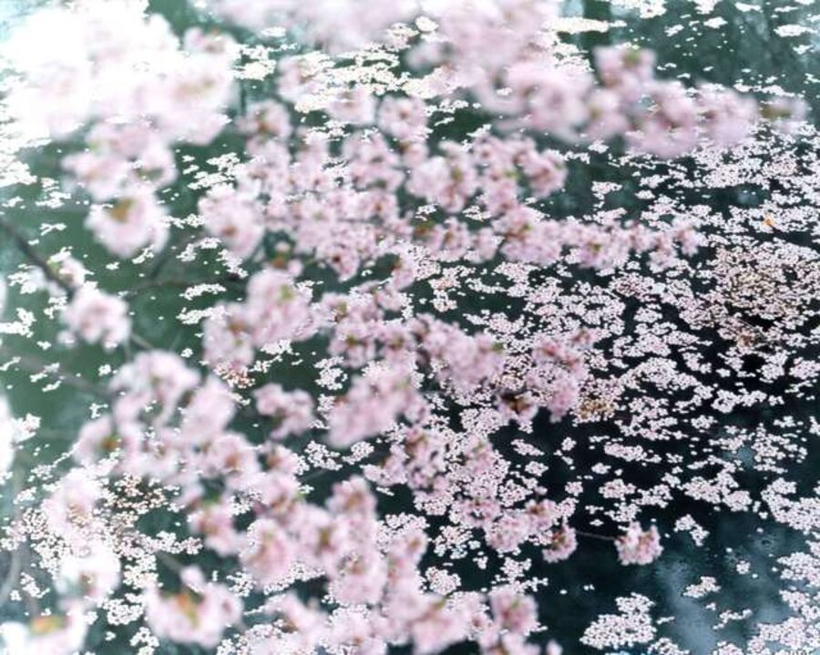 SAKURA 16,4-11