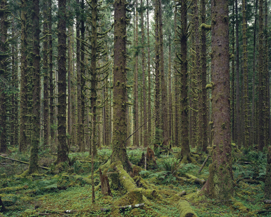 Hoh Rain Forest, Olympic National Park, Washington 2017