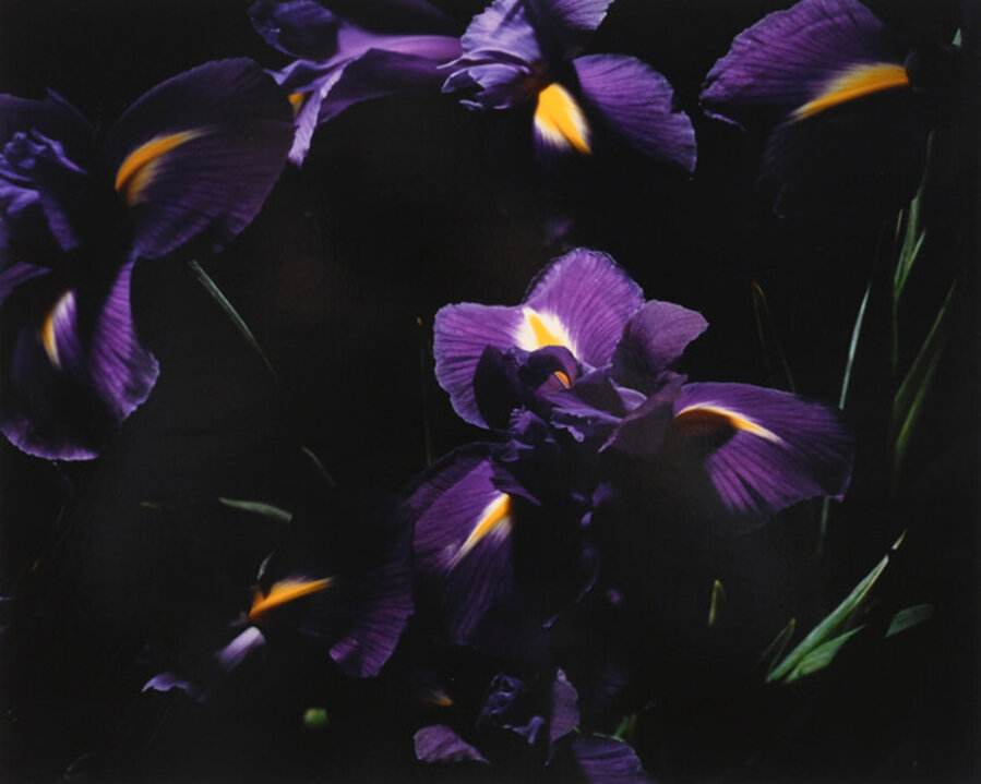 L’Iris bleu