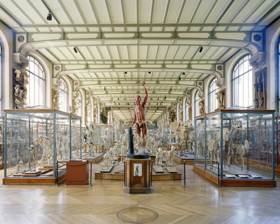 Flayed Man, MCA Paris