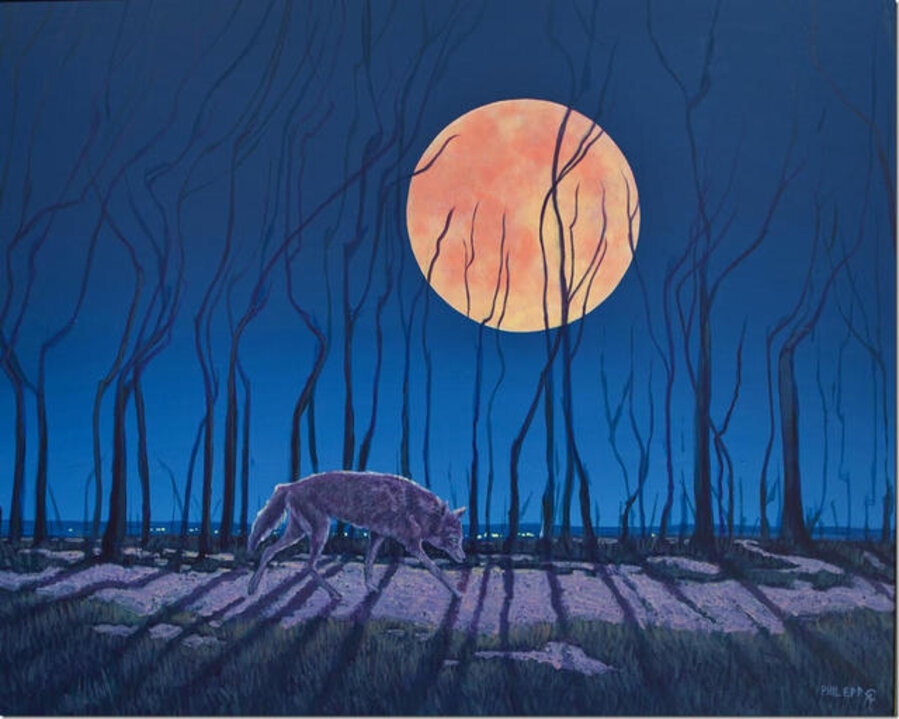 Coyote