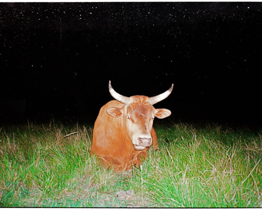 Bull, Shit
