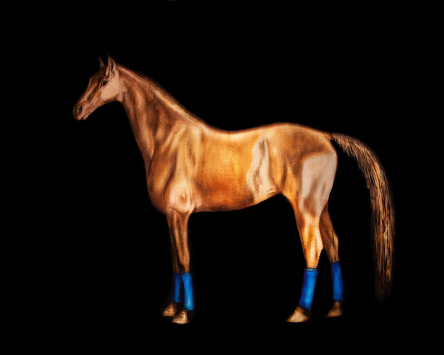 Untitled (Horse with Blue Socks)