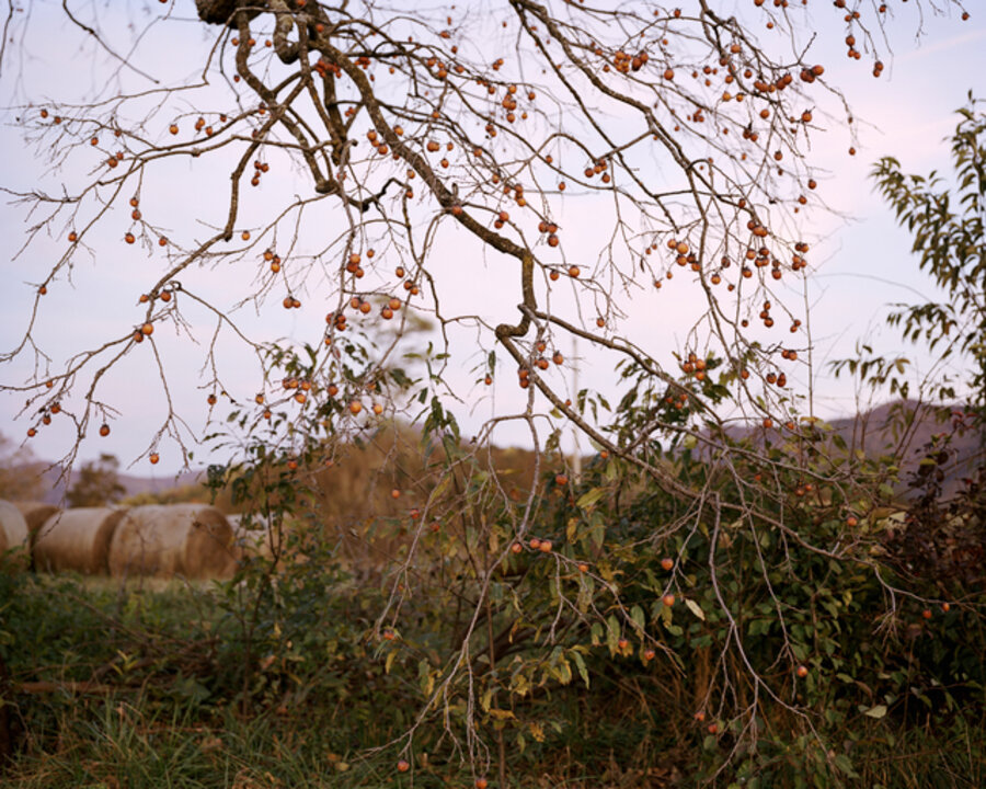 Diospyros Virginiana, Virginia Sugarplum