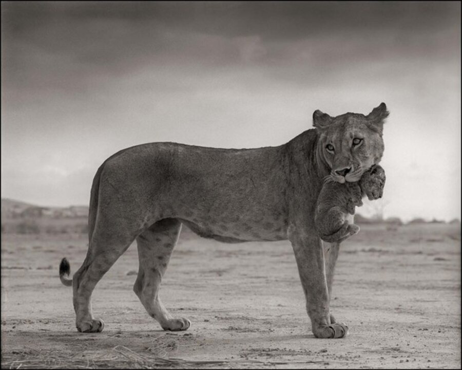 Lioness Holding Cub in Mouth, Masai Mara