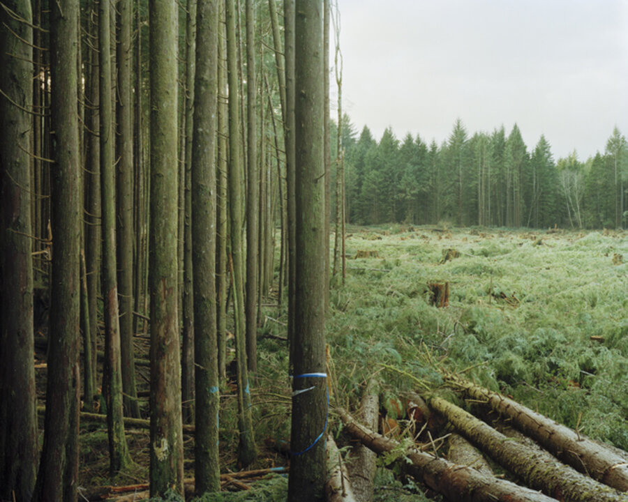 Freshly Felled Trees