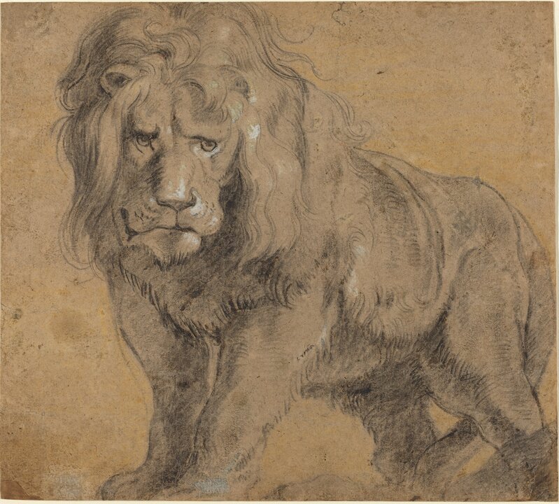 Peter Paul Rubens, ‘Lion’, ca. 1612-1613, Drawing, Collage or other Work on Paper, Black chalk, heightened with white, yellow chalk in the background, National Gallery of Art, Washington, D.C.