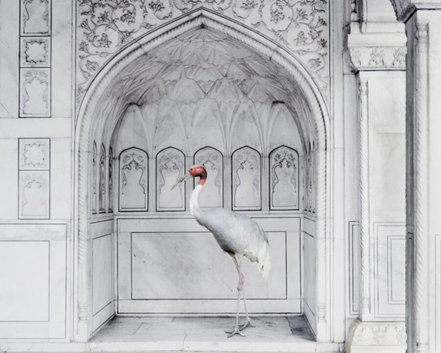 Homage to Ustad Mansur, Red Fort, Agra