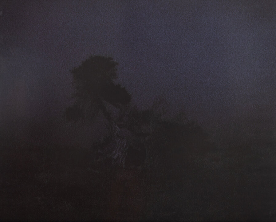The Tree at the Edge of the World, Sabmar, La Dahesa, El Hierro, March, 2002-2004