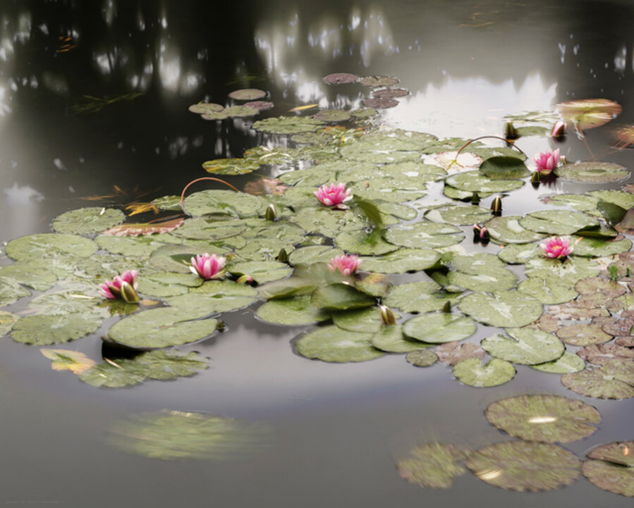 Giverny (17.31 - 18.09 Uhr, 23.6.2014)
