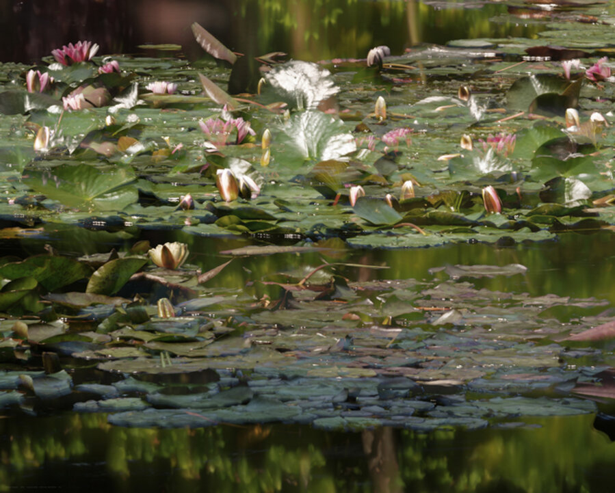Giverny (8.55 - 11.02 Uhr, 26.6.2014)