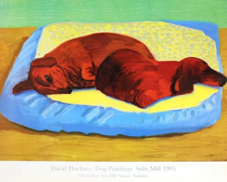 Dog 43