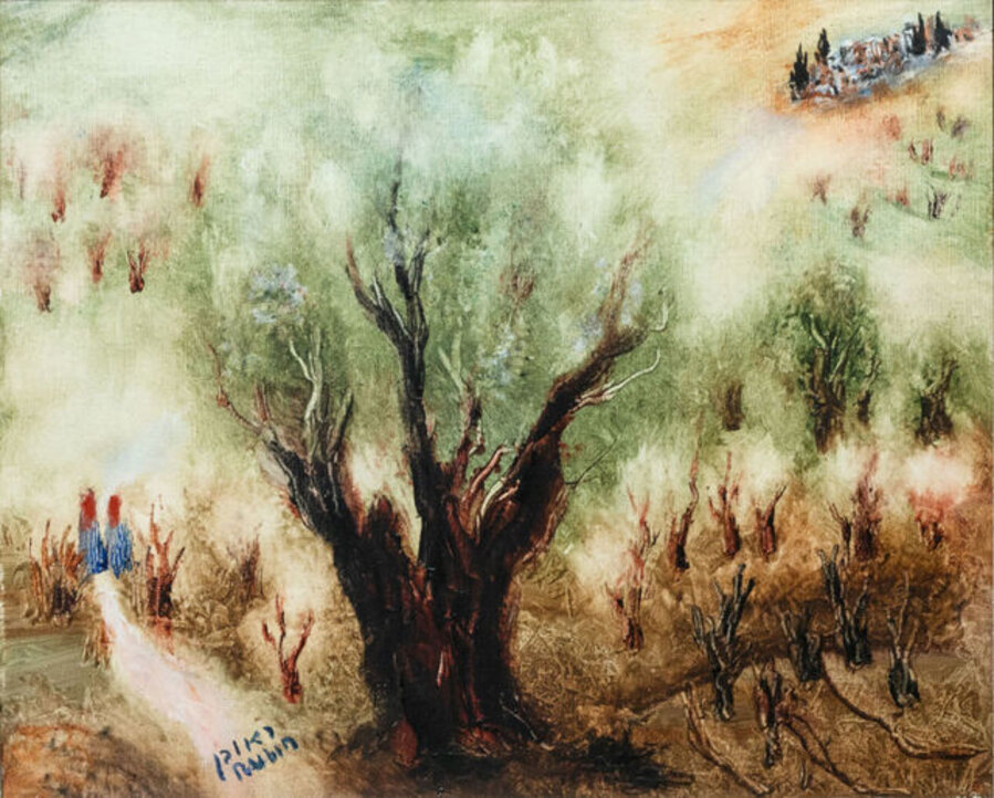 Olive tree in Galilee