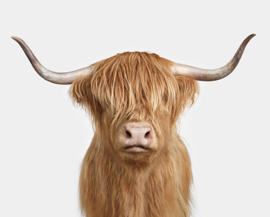 Penny: Highland Cow No. 6