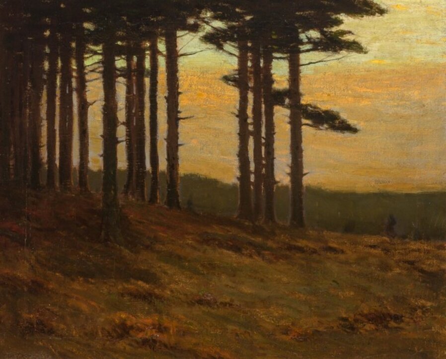 Edge of a Pine Forest