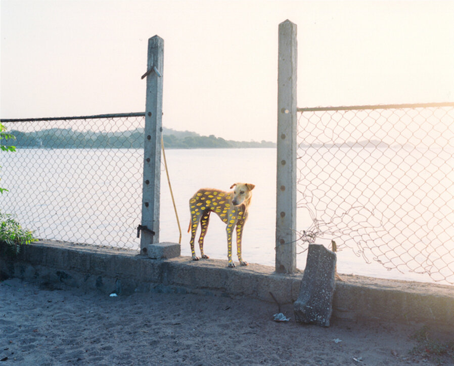 Golden Dog