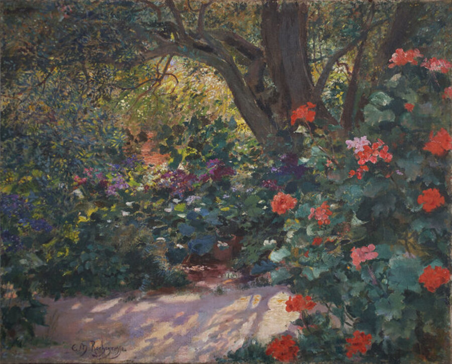 Géraniums au jardin