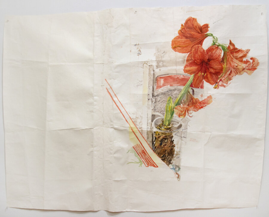 Amaryllis