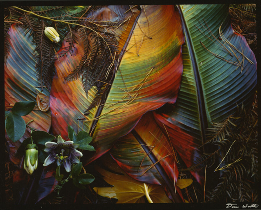 Garden Debris, Mill Valley