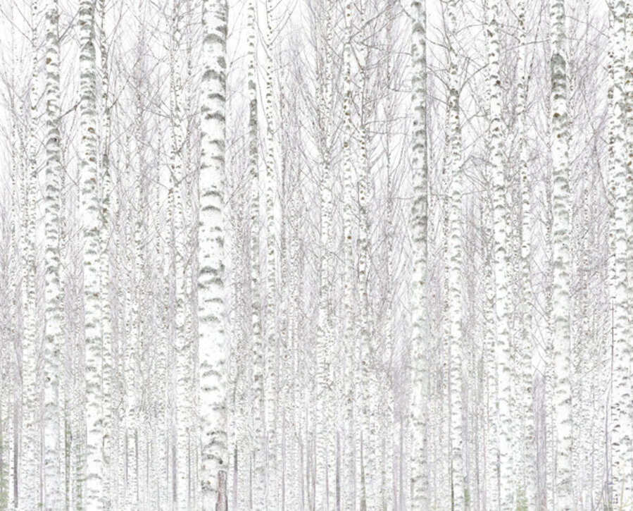 010, Birch Forest