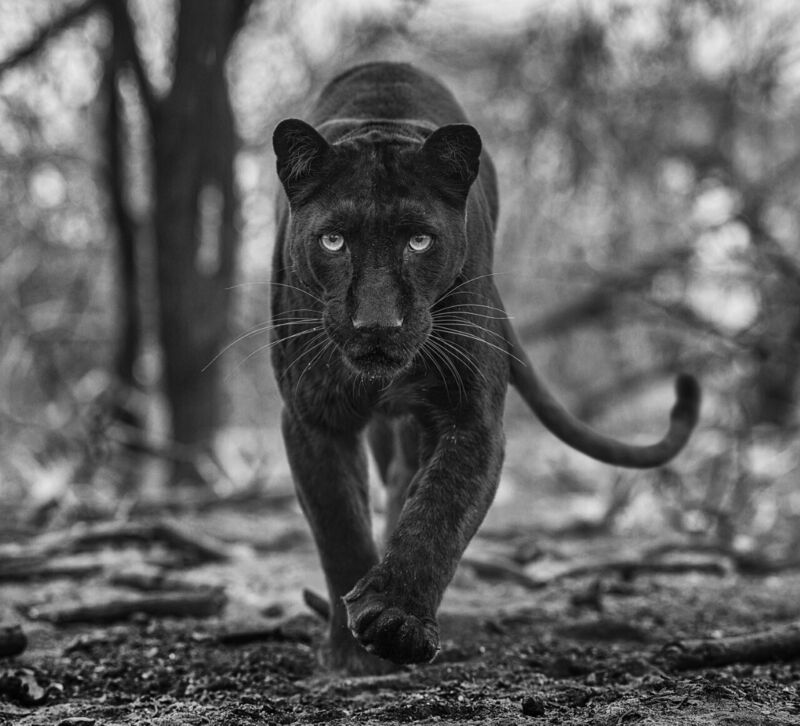 David Yarrow, ‘Remains of the Day’, 2021, Photography, Archival Pigment Print, Samuel Lynne Galleries