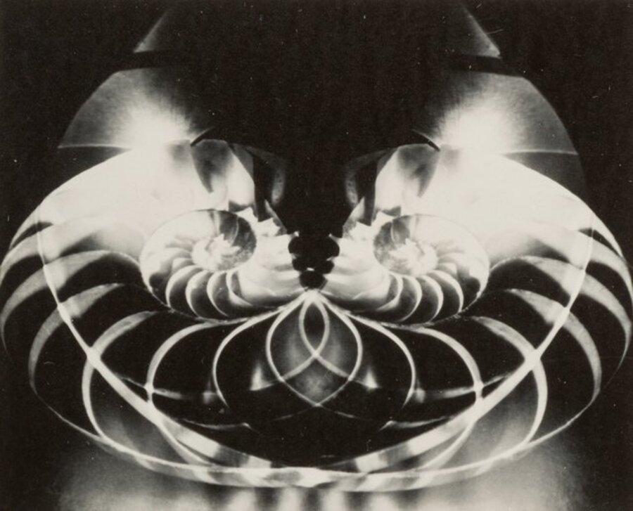 Chambered Nautilus