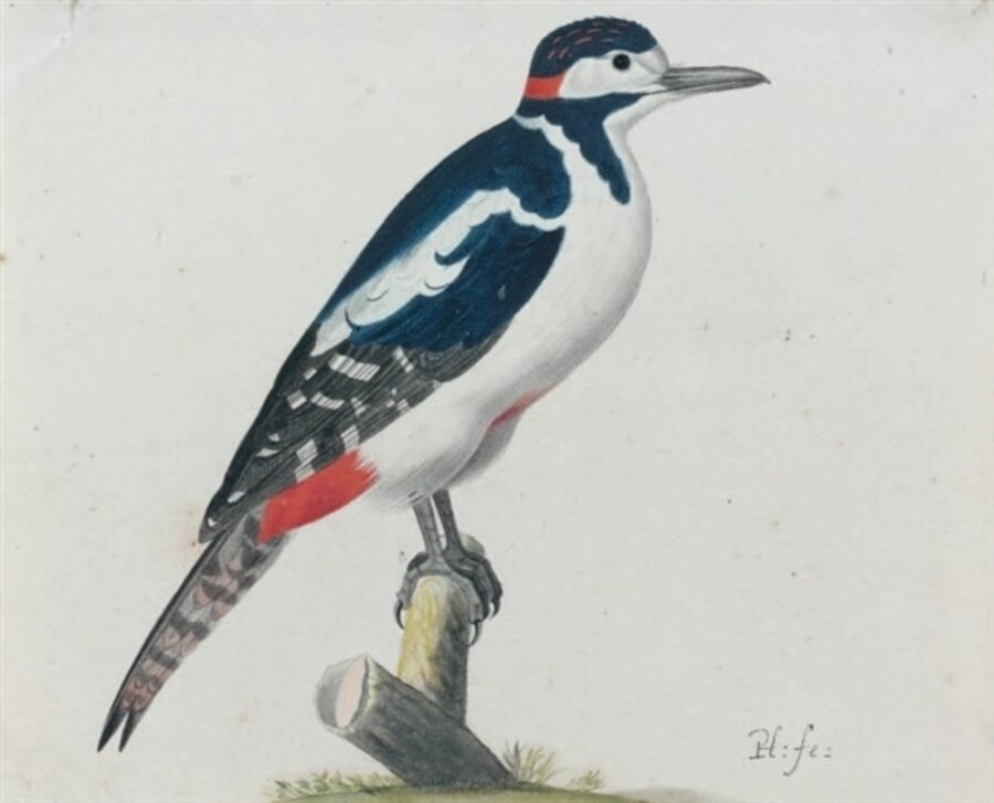 Great Spotted Woodpecker