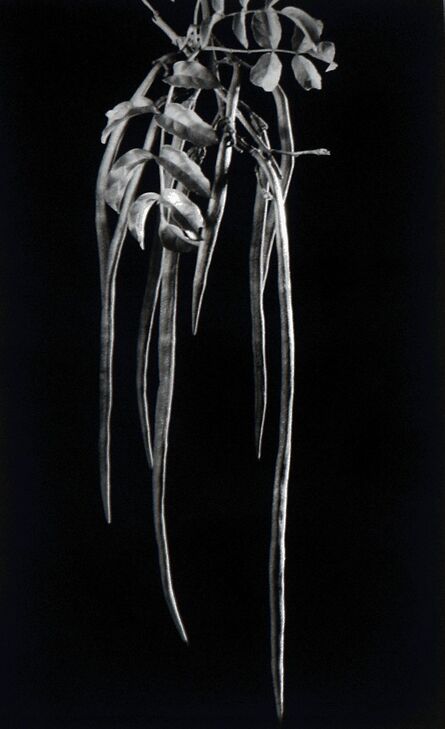 Anatole Saderman, ‘Podranea ricasoliana, fruto, Dama del monte’, ca. 1934
