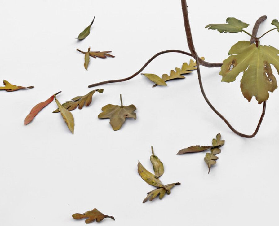 La Vida Breve (Ficus carica)