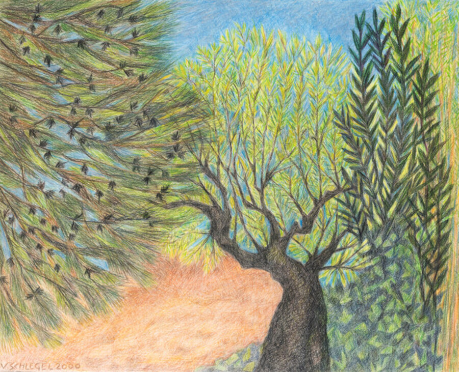 Untitled (pines)