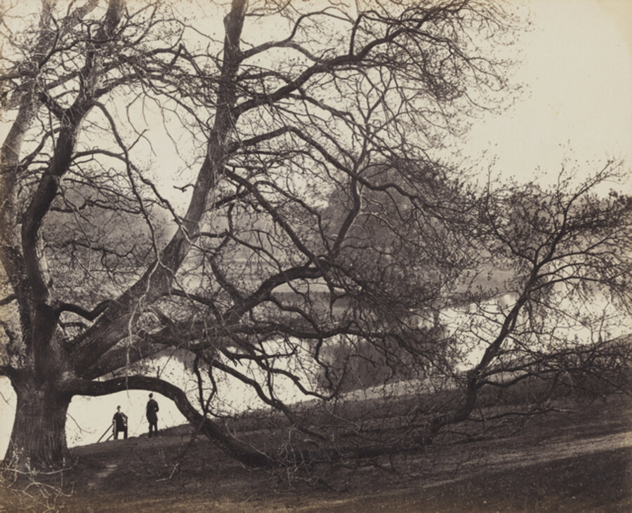 Chestnut Tree in Warwick Park, England