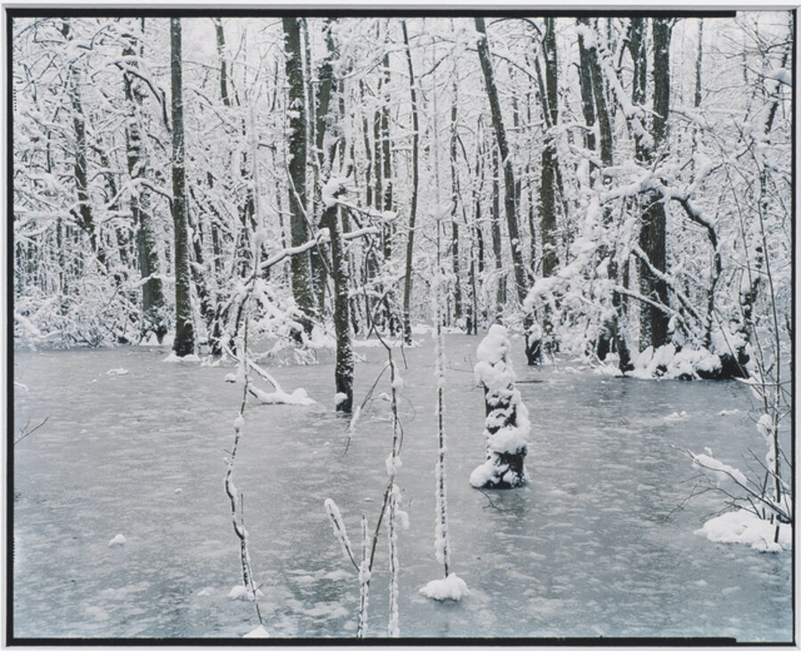 Sans titre (Sous-bois inondés, forêt domaniale de Spincourt)