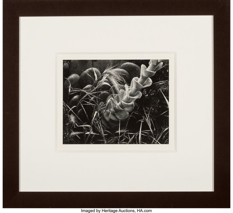 Brett Weston, ‘Succulent’, 1953, Photography, Gelatin silver, Heritage Auctions