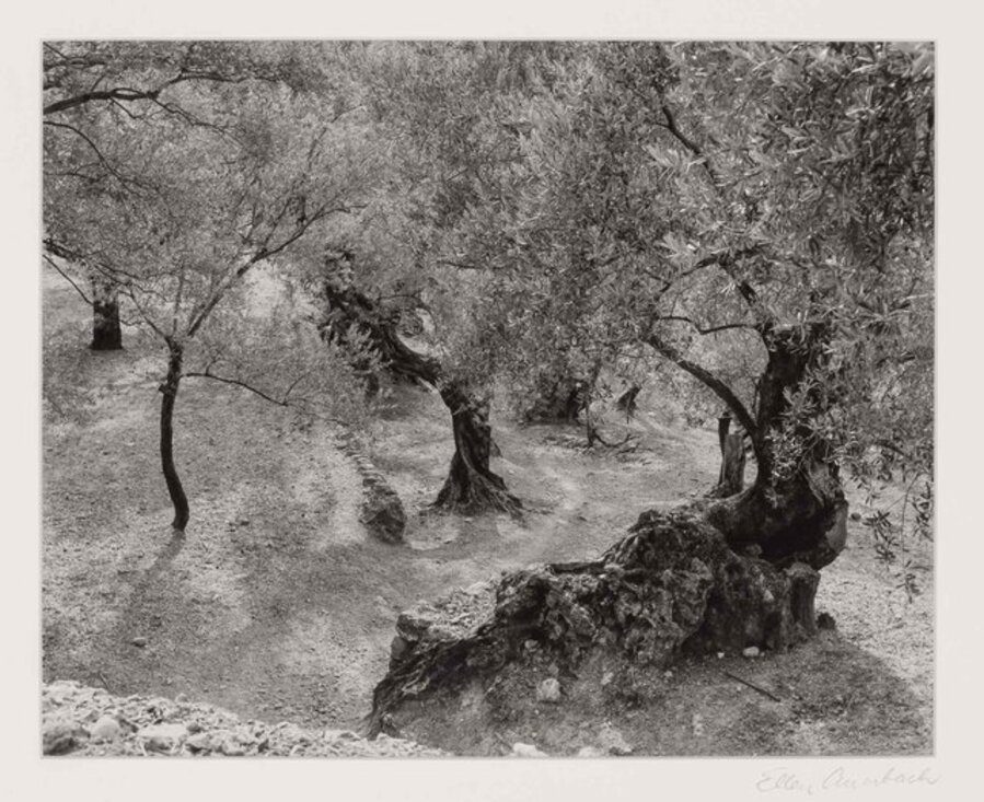 Olive Grove, Mallorca