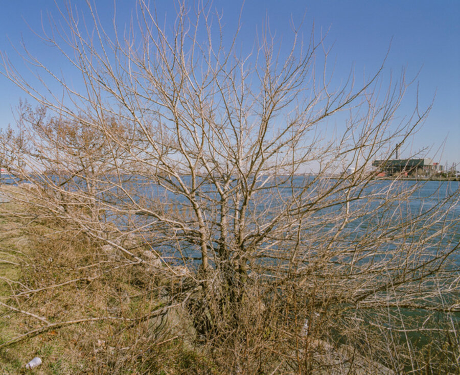 Randalls Island Tree, New York (Rikers Island)