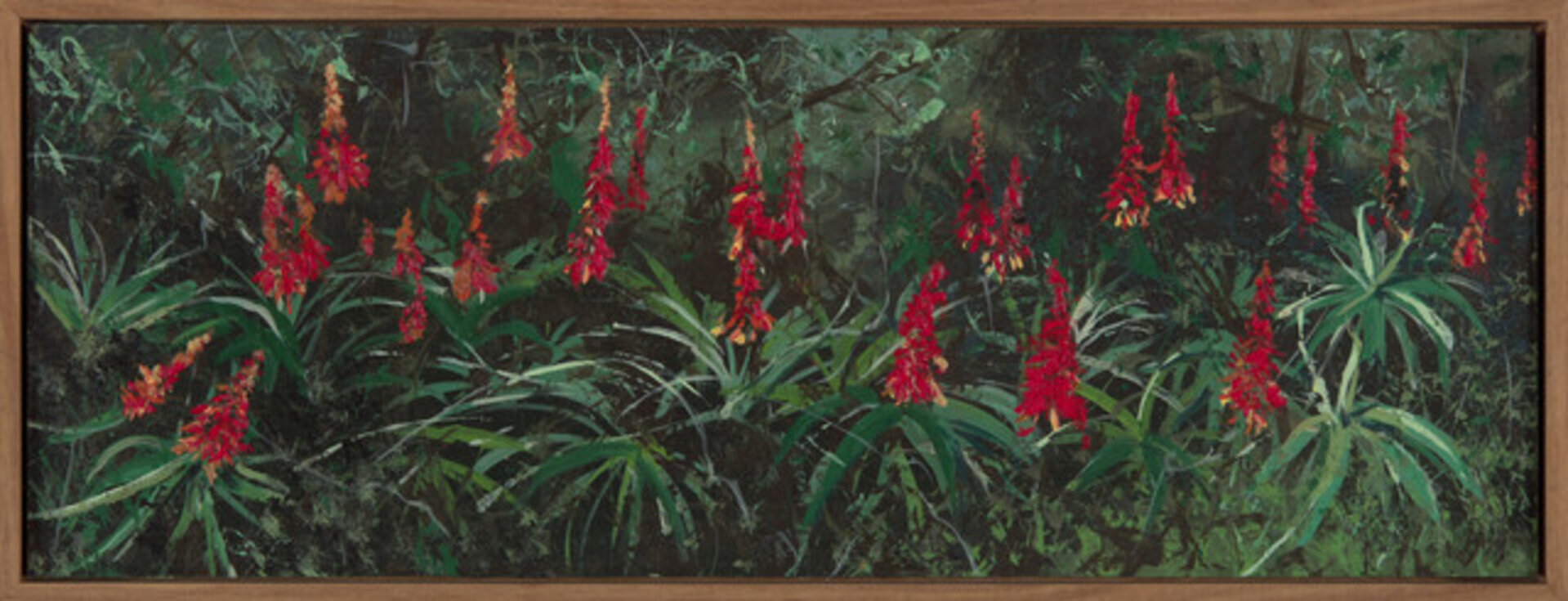 Winter Aloes